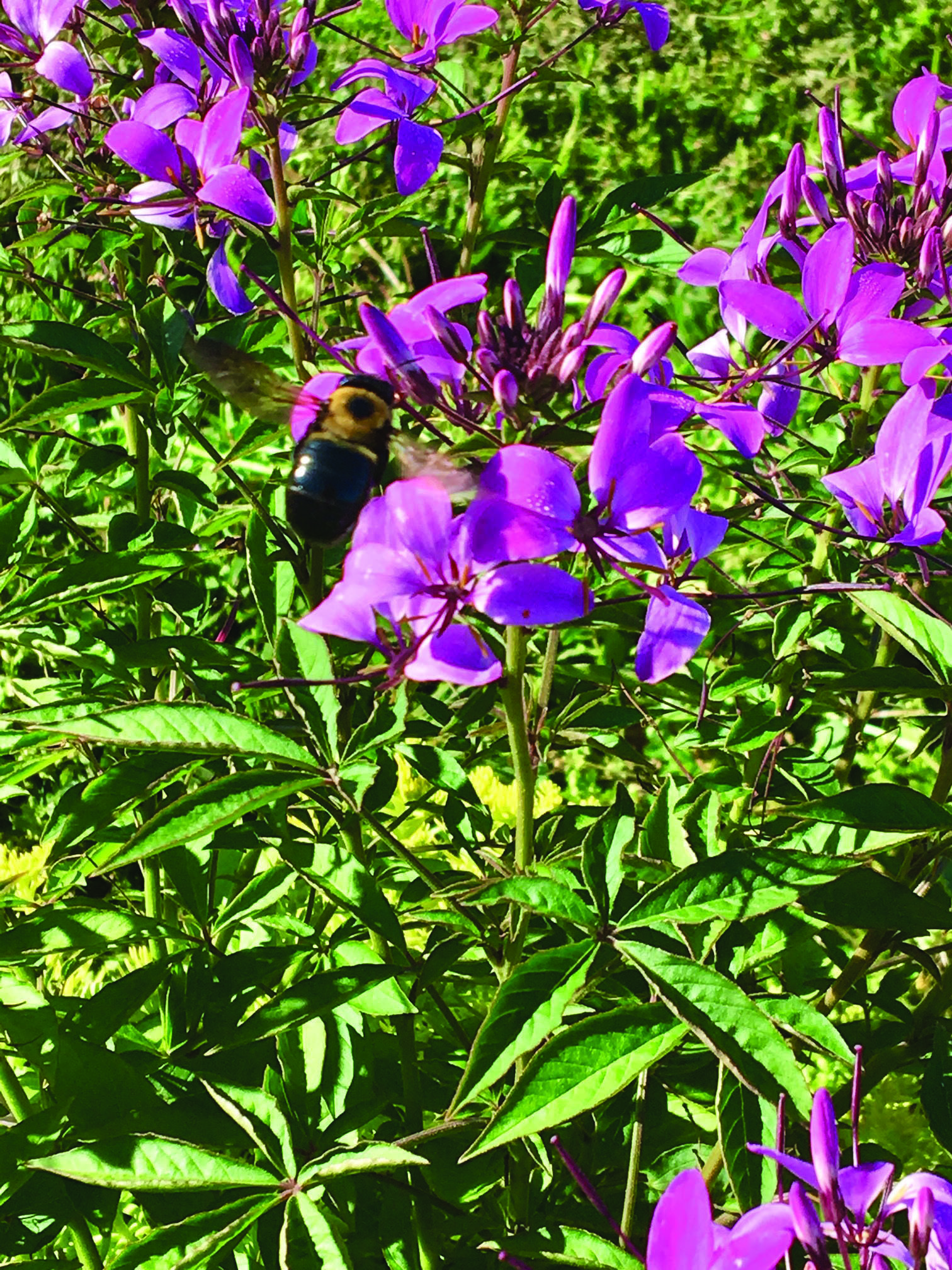 Bee on Cleome Senorita Rosalitajpg
